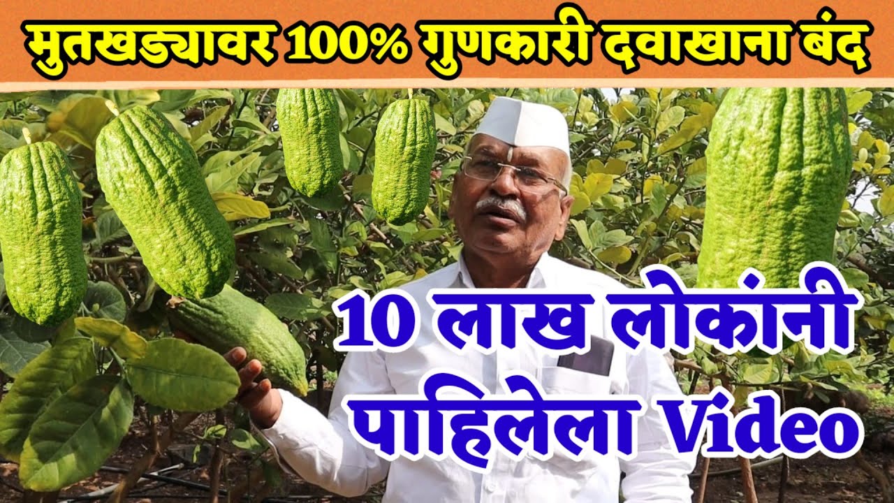 मुतखड्यावर उपचार 100% |गुरांच्या पोटातील लोखंड वितळवते | गळलिंबू  healthy  citrus fruit |