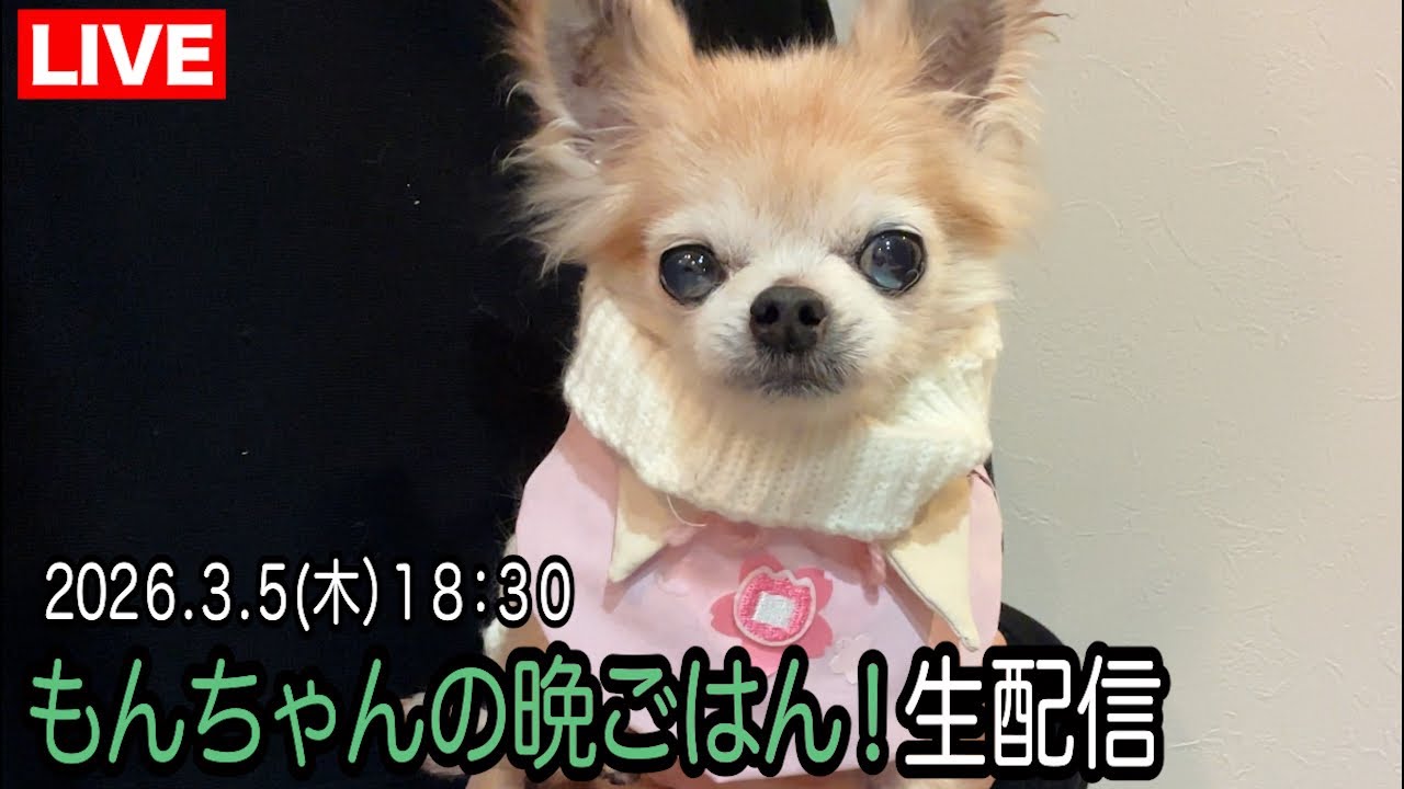 もんちゃんの晩御飯生配信！