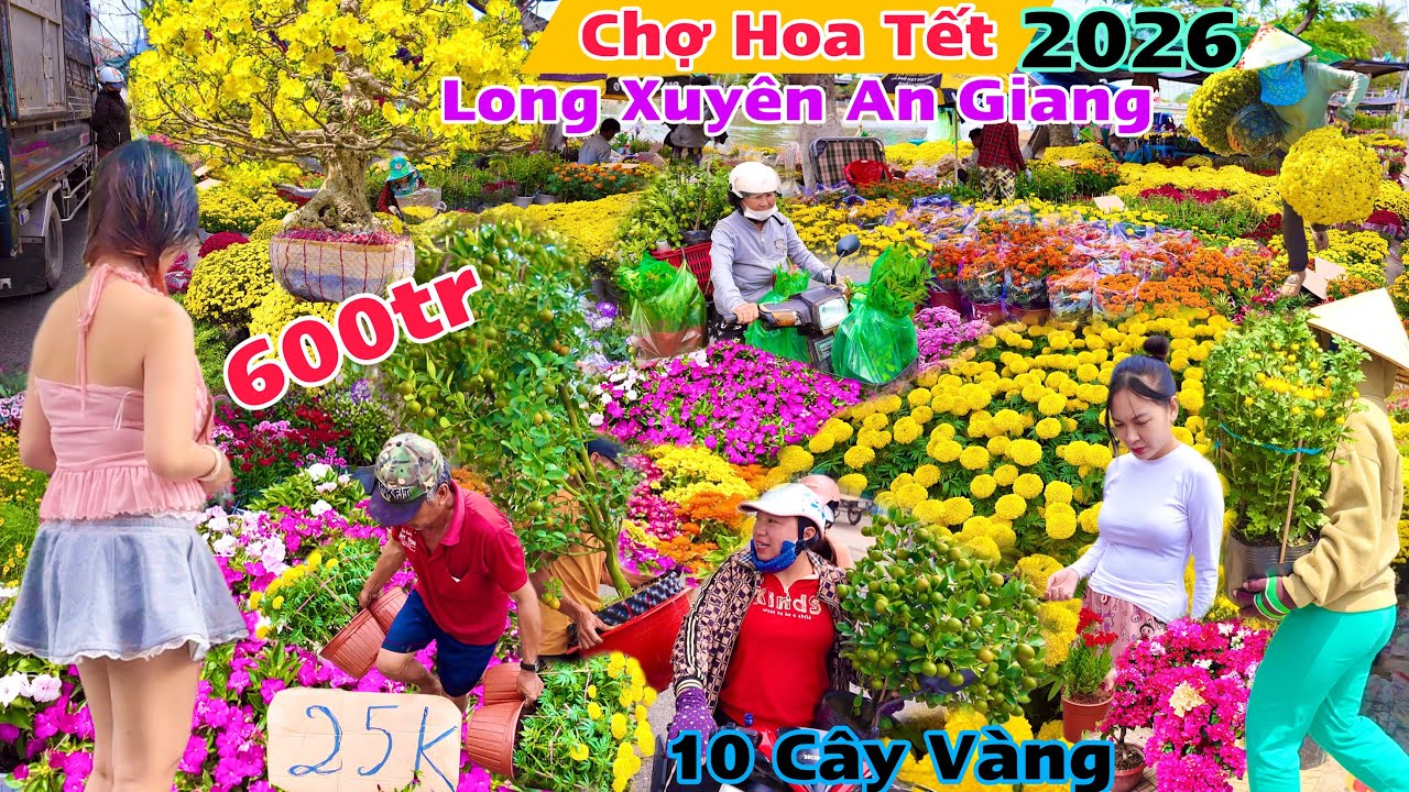 Tưng Bừng Chợ Hoa Tết Long Xuyên An Giang 2026 choáng với giá mai hoa cây cảnh độc lạ siêu hiếm