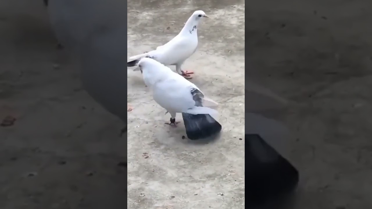 #pigeon short video||kabutar short video