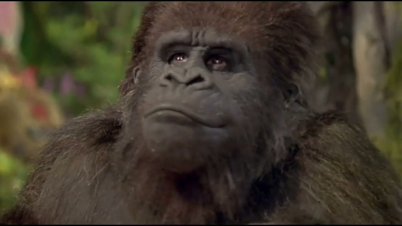 George of the jungle Ape being helpful and funny