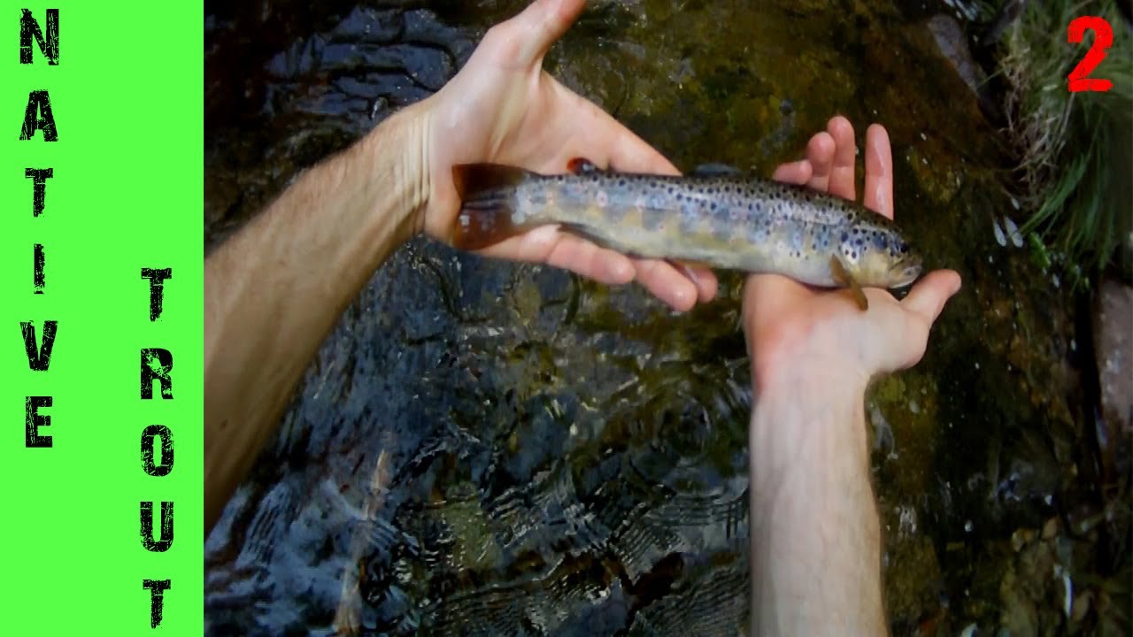 Trota Torrente - Dopo il temporale...poche ma buone!