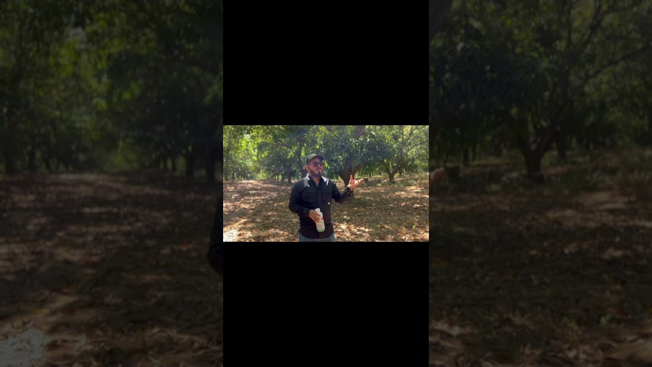 Aplicación de producto con el ingrediente activo spinosad en control de tríps en mango!🥭🌳