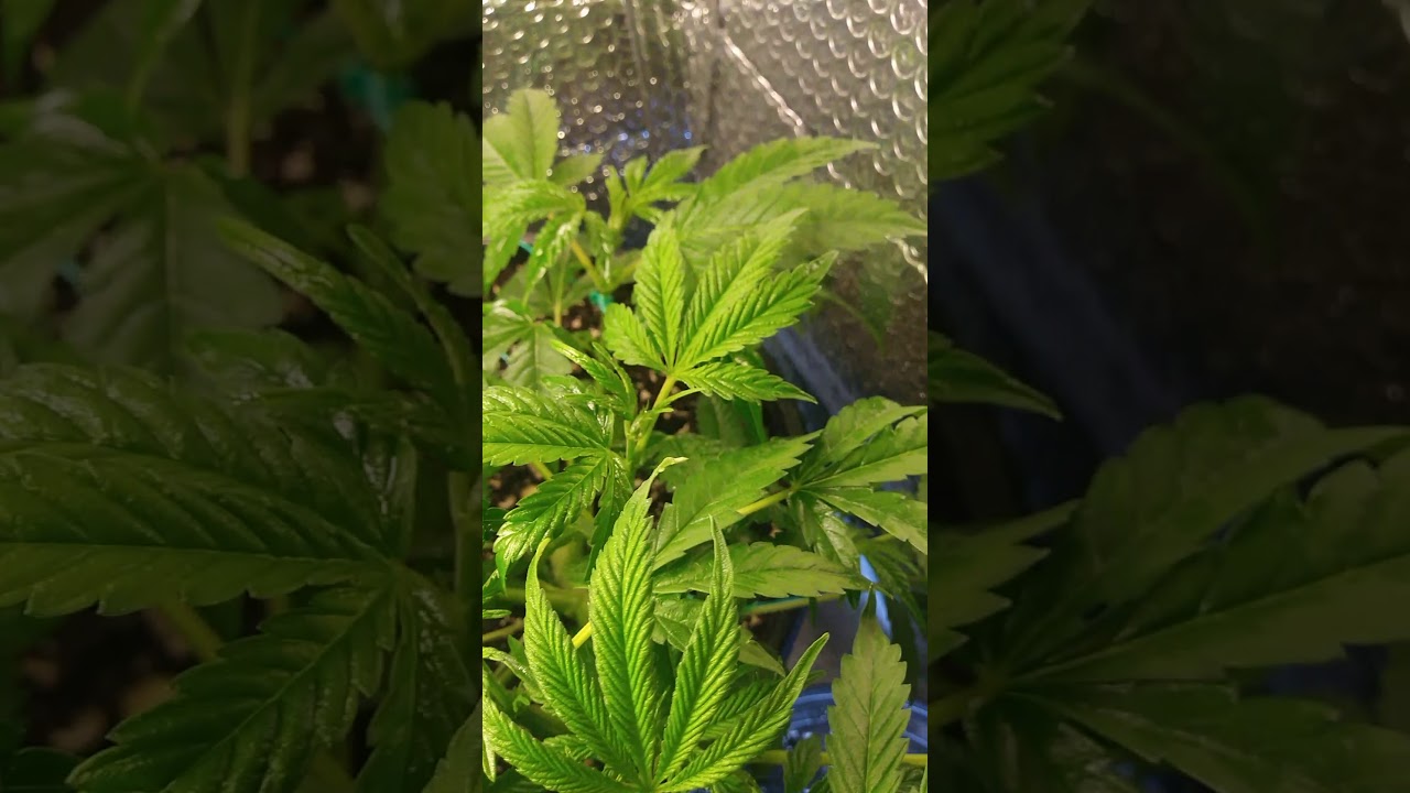 White widow auto no chemicals