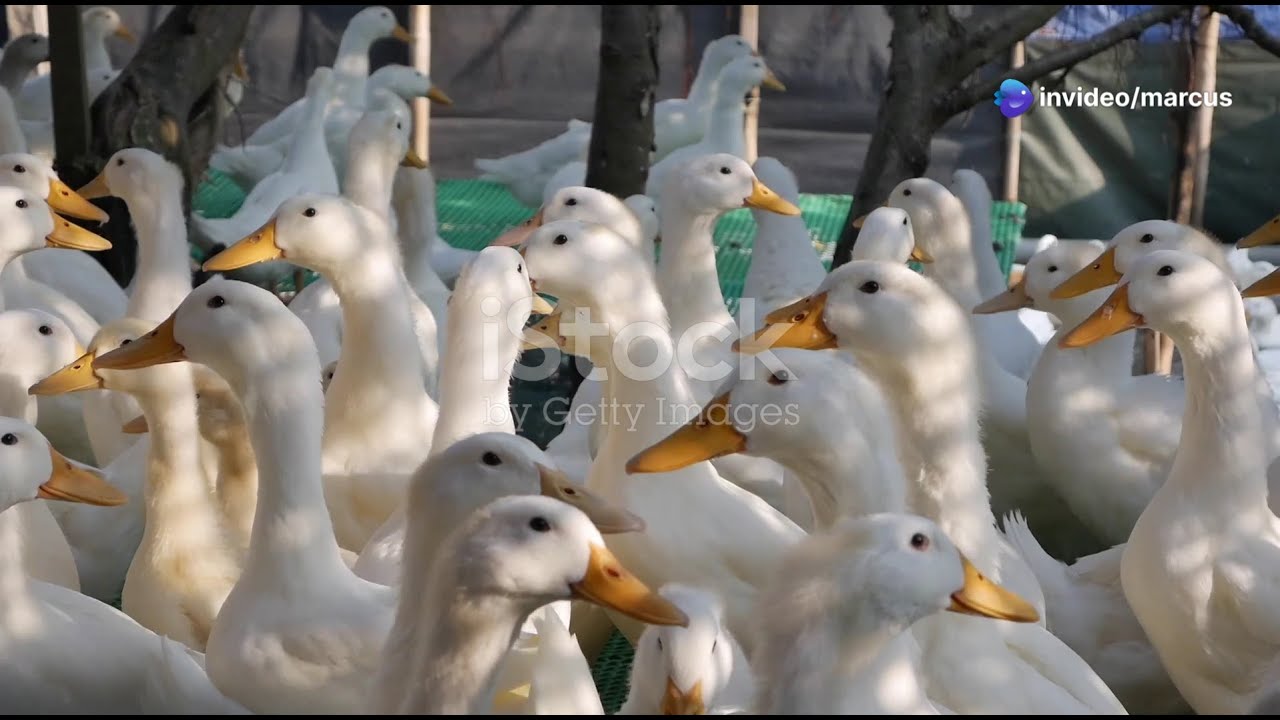 Beginner's Guide to Raising Pekin Ducks