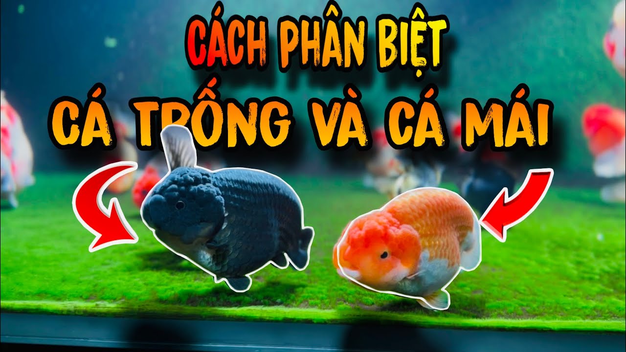 Как отличить самца от самки у золотой рыбки | Самый простой способ для начинающих заводчиков | Де...