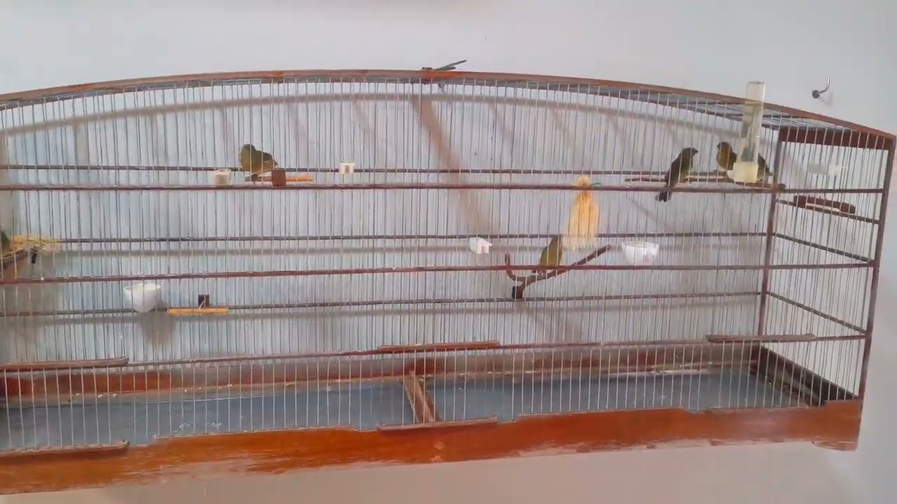 PROTOCOLO para NÃO PERDER filhotes Que FICAM BATENDO BICO dps De SEPARAR 