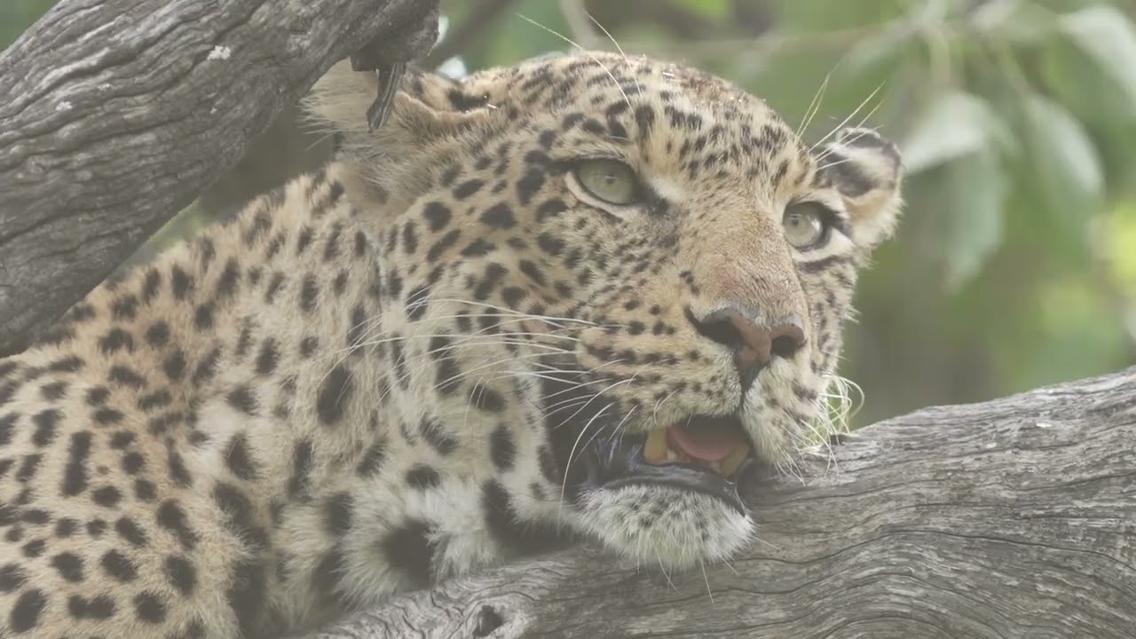 Your Weekly Wild Escape | Wildlife Wonders Thriving in May (May 2025)