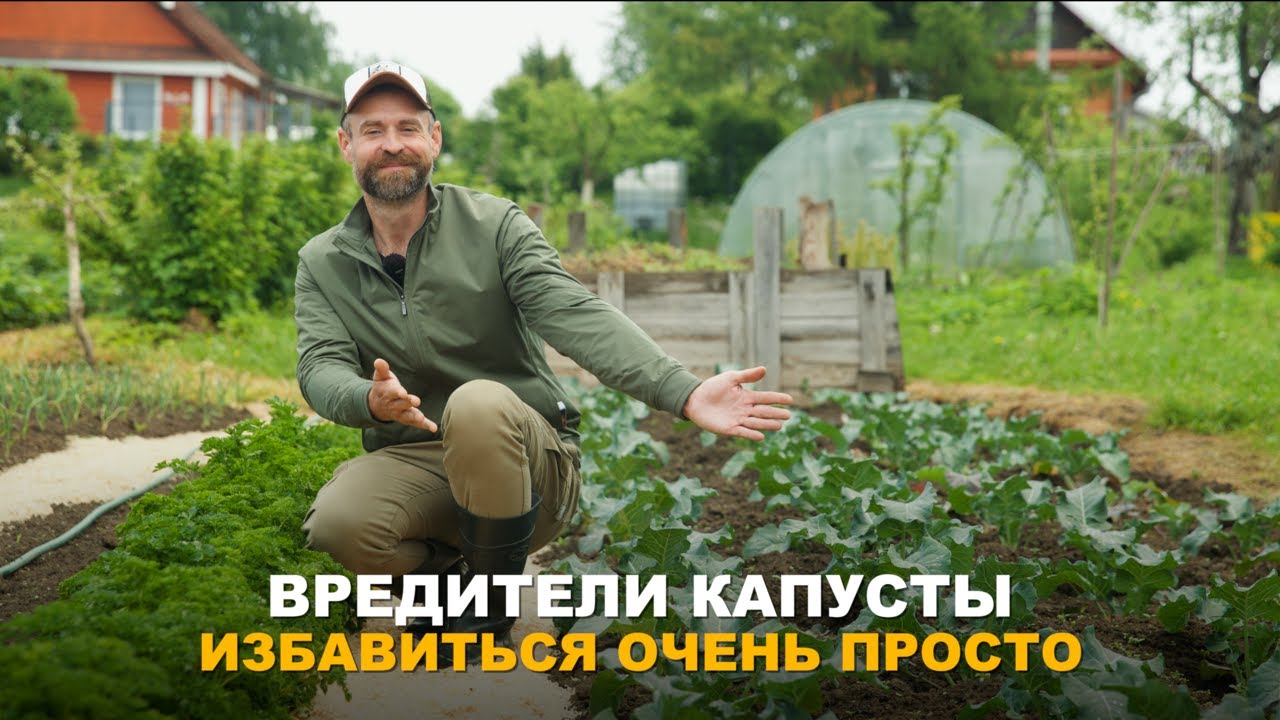 ЕСТЬ УГРОЗА УРОЖАЮ КАПУСТЫ? Разнообразие вредителей на капусте и методы борьбы с ними.