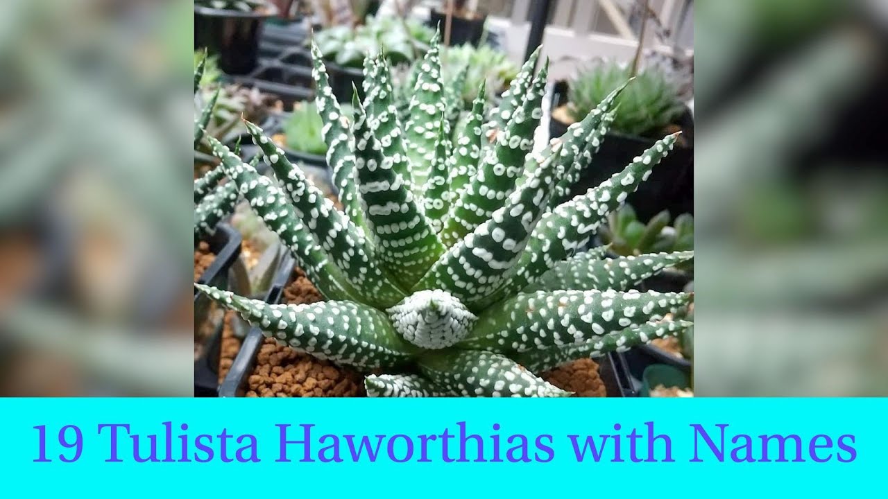 19 Tulista Haworthias with Names