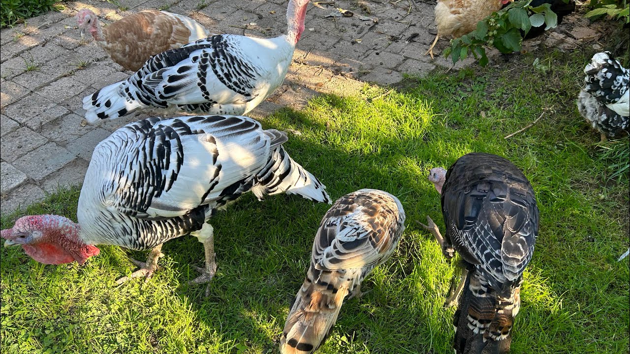 Puten wehren Greifvögel ab | Hühner & Puten zusammen halten & Schwarzkopfkrankheit | Putenhaltung
