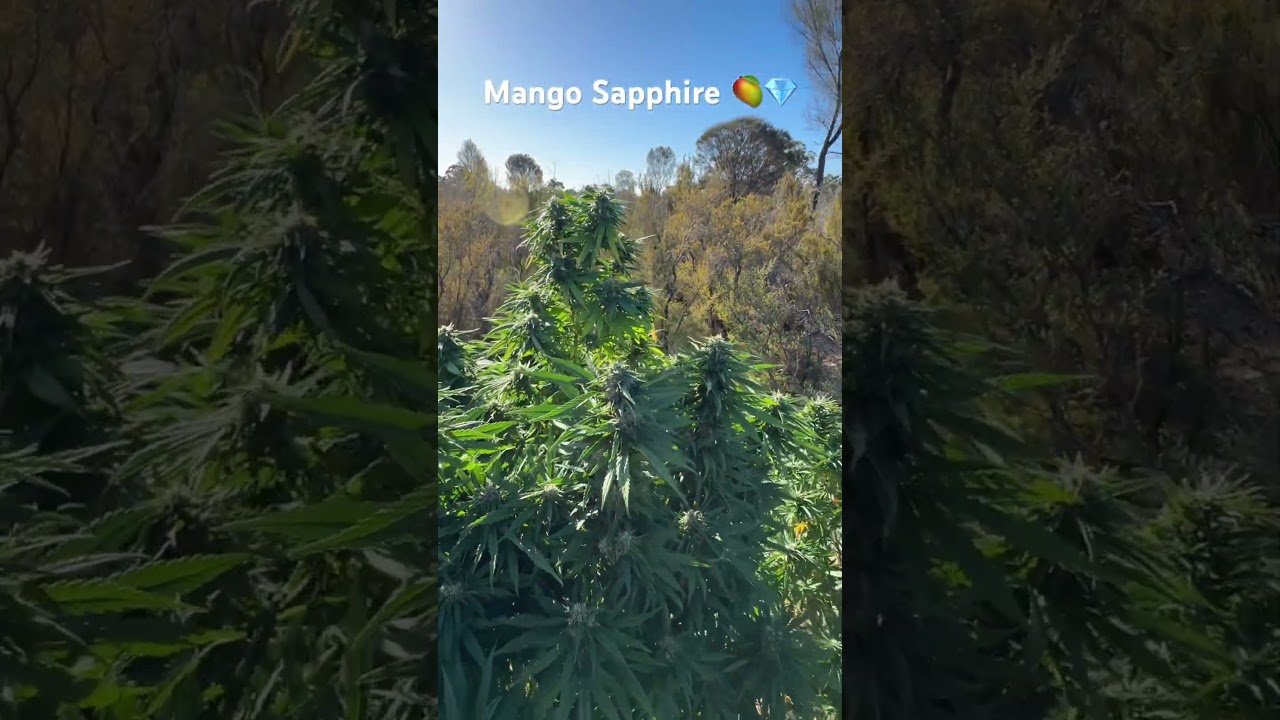 Mango Sapphire - Humboldt Seed Organisation #frost #gas #plants #breeding #reels #outdoors #organic