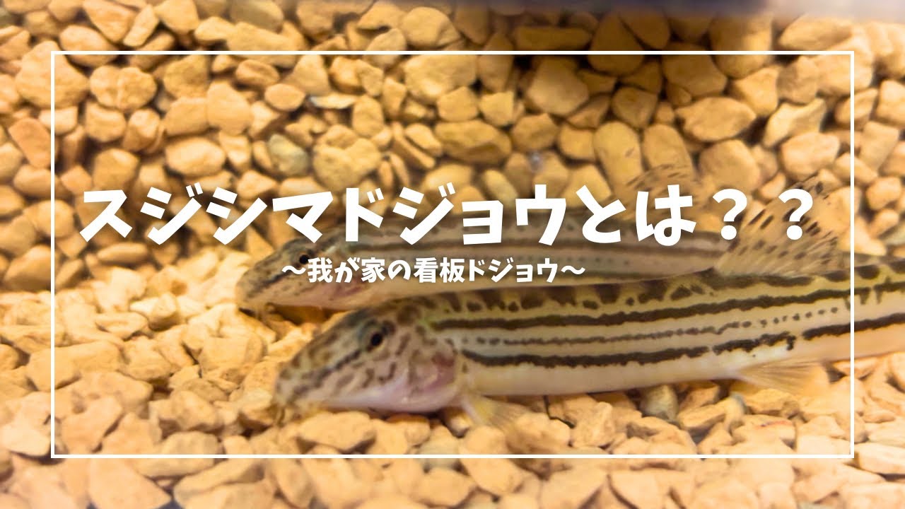わが家の貴重なドジョウ！？