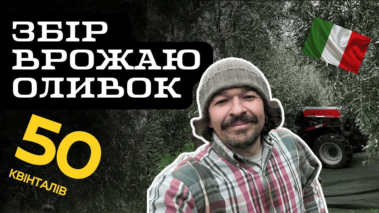 Збір врожаю оливок в Італії. Зібрали 50 квінталів, як це було.