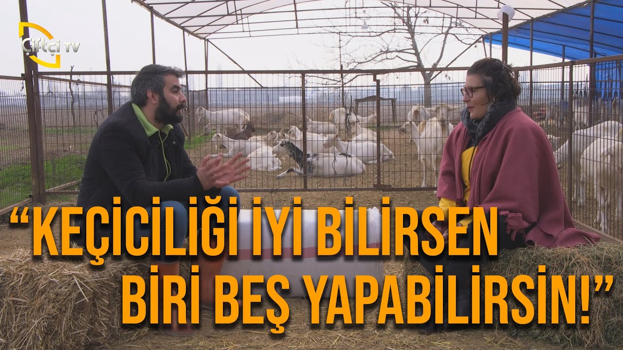 Keçiciliği İyi Bilirsen Kazancını 5'e Katlayabilirsin! (Saanen Keçi Yetiştiriciliği) - İşimiz Keçi