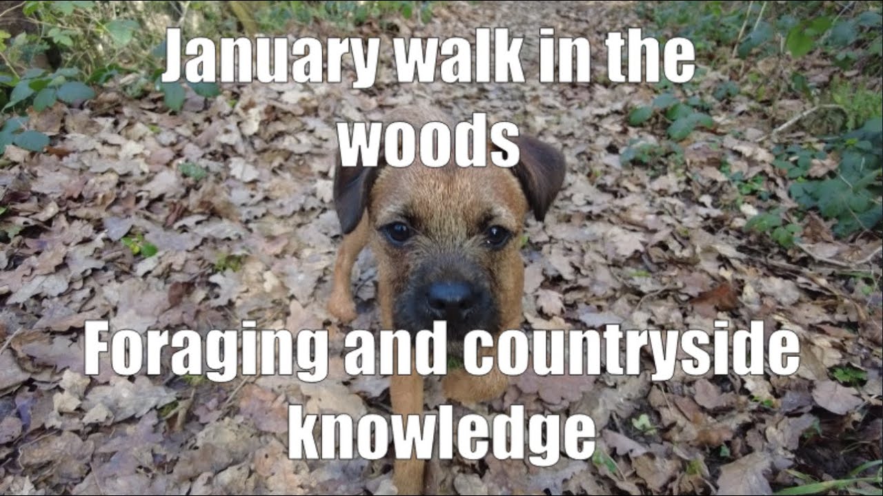 January woodland foraging walk. UK bushcraft with the dog