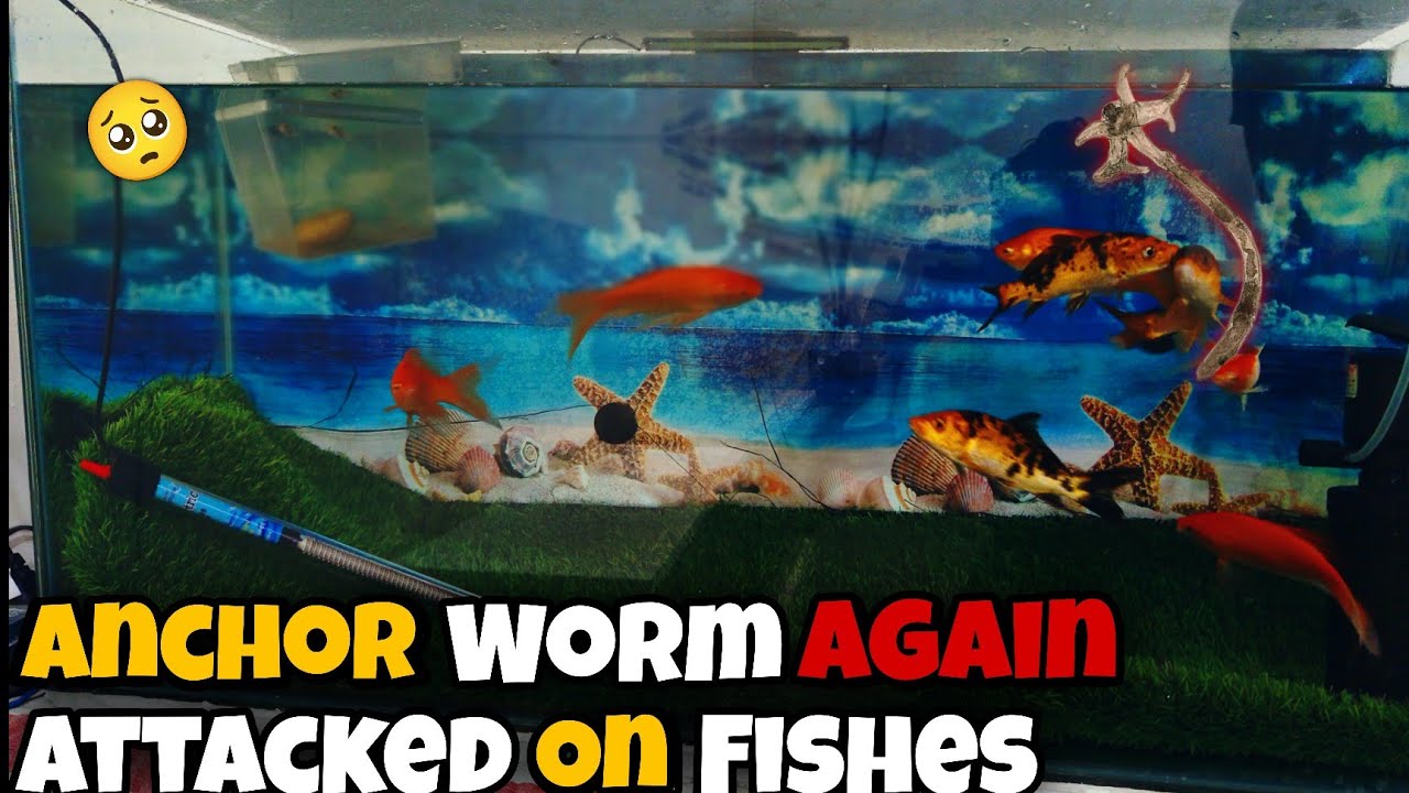Anchor worm attacked my Goldfishes again!!!!┃Treatment started immediately 🥺┃AUA Niazi