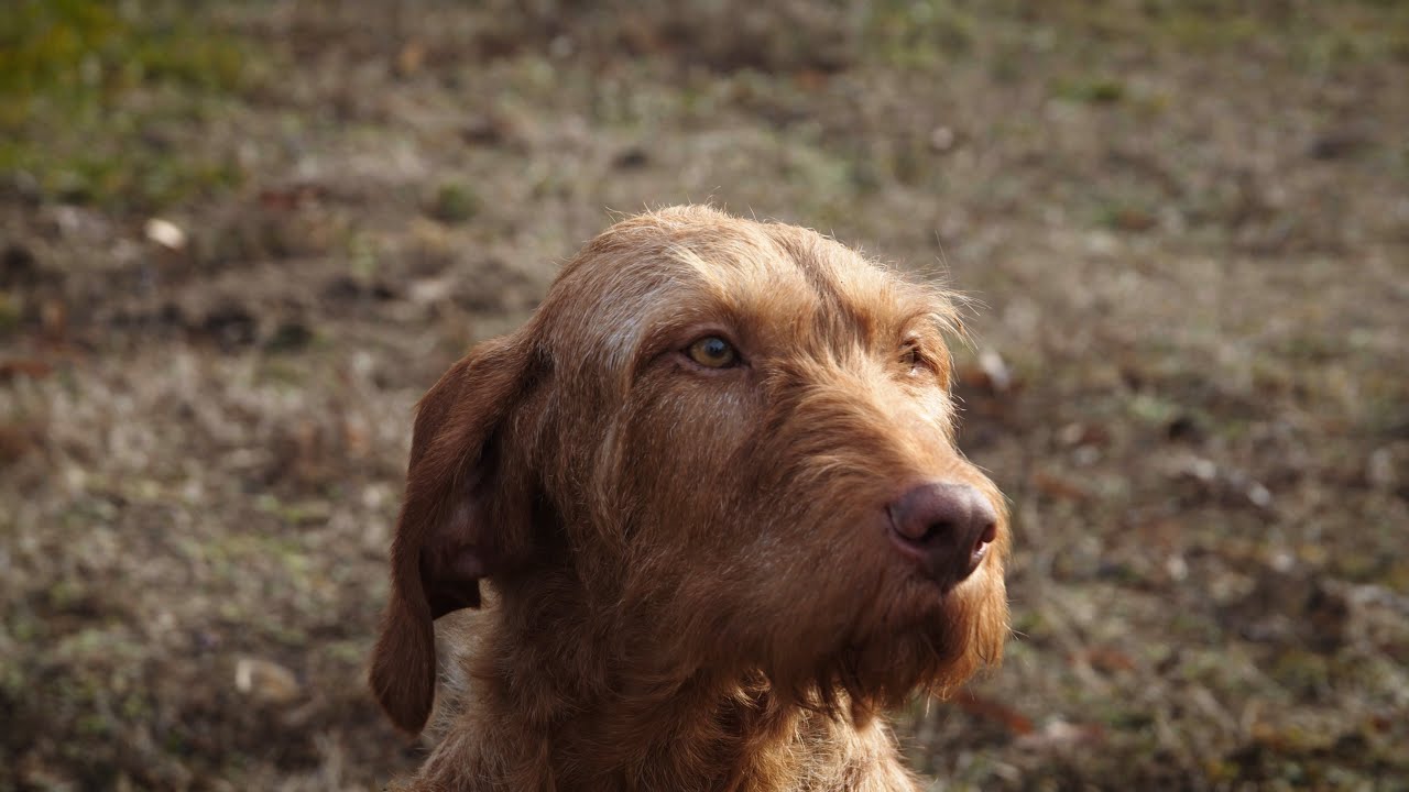 Drótszőrű magyar vizsla - Magyar kutyafajták (9 magyar kutya) oktató- és dokumentumfilm