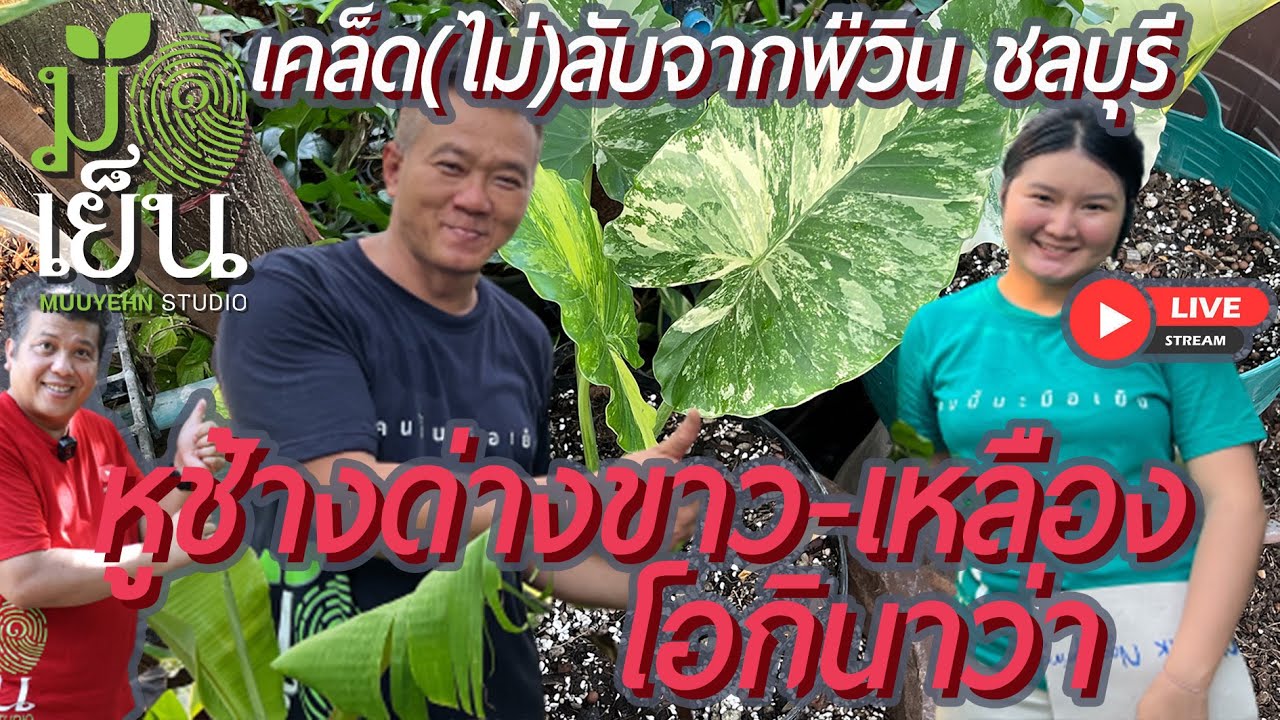บอนหูช้างด่างขาว ด่างเหลือง โอกินาว่า ความแตกต่าง สูตรดินปลูก และดูแลอย่างไร พี่วินบอกหมดเปลือก