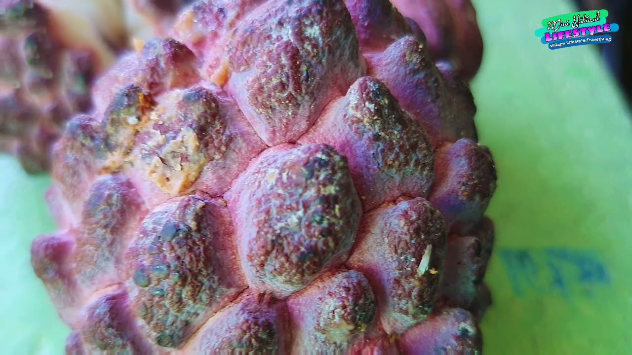 Red Custard apple|Natural Fruit  🍈🍈🍈 |Mini Tribal World
