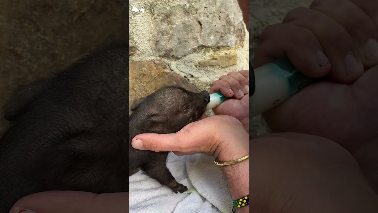 Masai - Rescate de un cerdito bebé que querían dejar morir