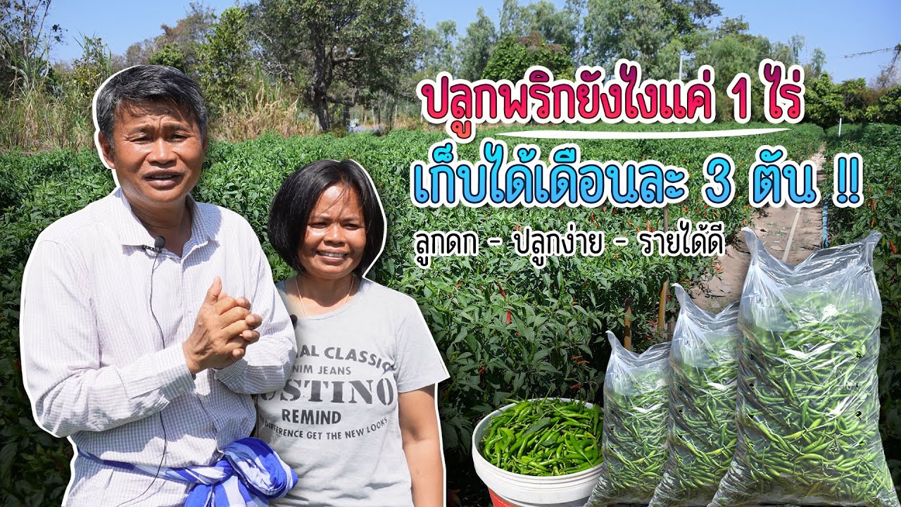 ตะลุยสวน EP.69 ปลูกพริกยังไง แค่ 1 ไร่ ให้ได้ผลผลิต 3 ต้น/เดือน