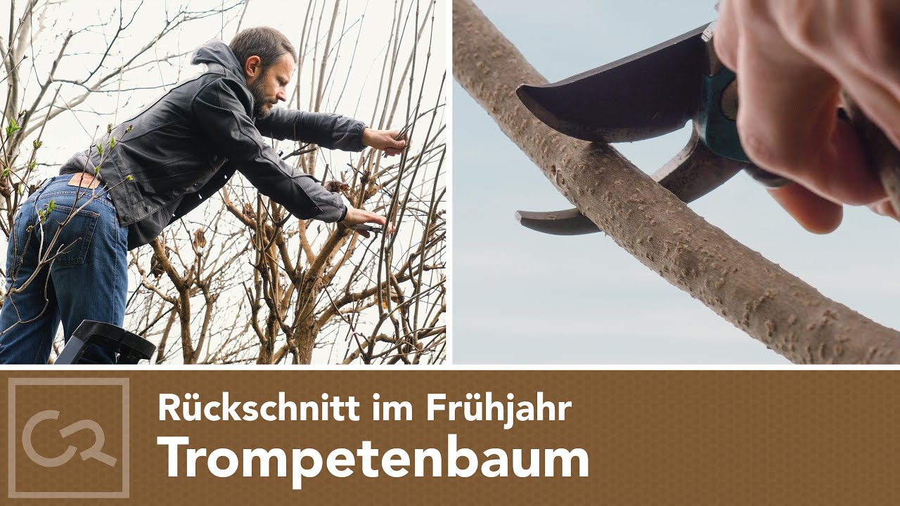 Trompetenbaum schneiden | Unterschiede Trompetenbaum und Blauglockenbaum 🌹🌿✂️