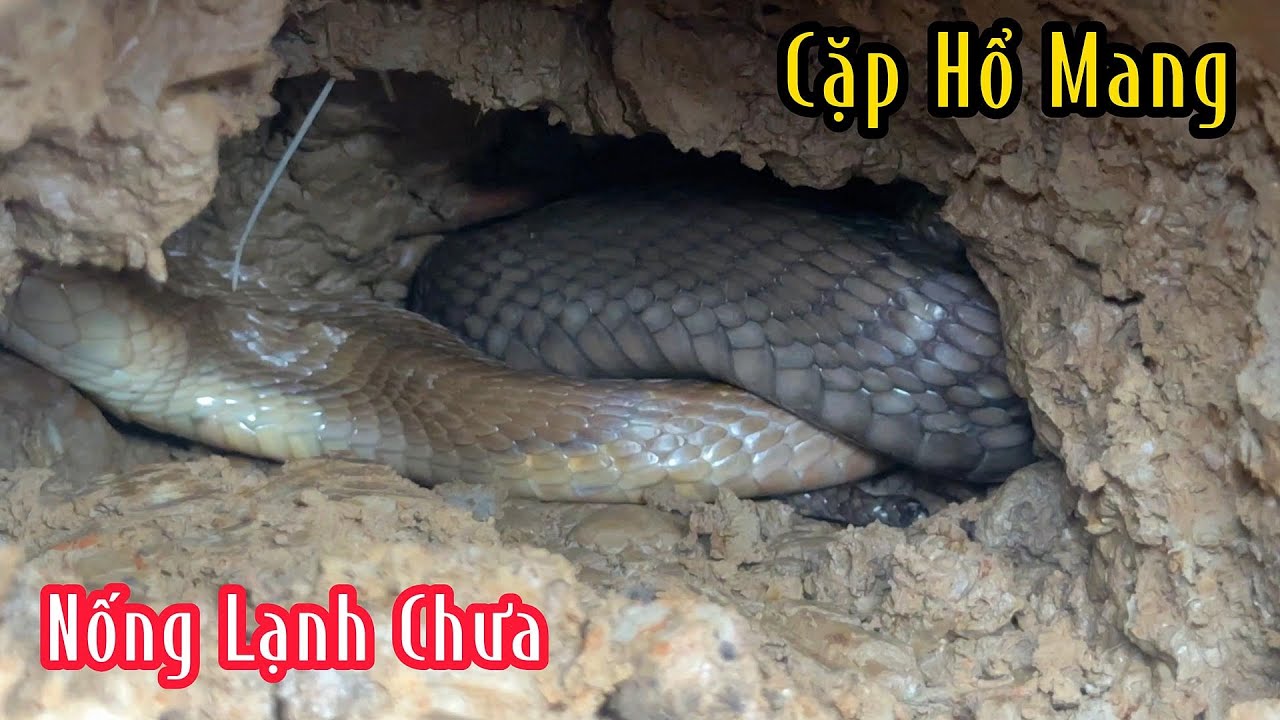 Cặp Hổ Mang Trú Ẩn Dưới Bờ Đi Quá Kinh Khủng | Mười Thương Săn Bắt