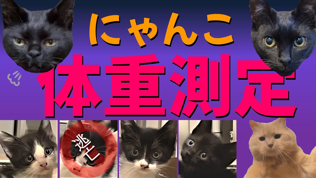 重いのはダレだ！？黒猫姉妹の健康診断と預かり猫たちの体重測定