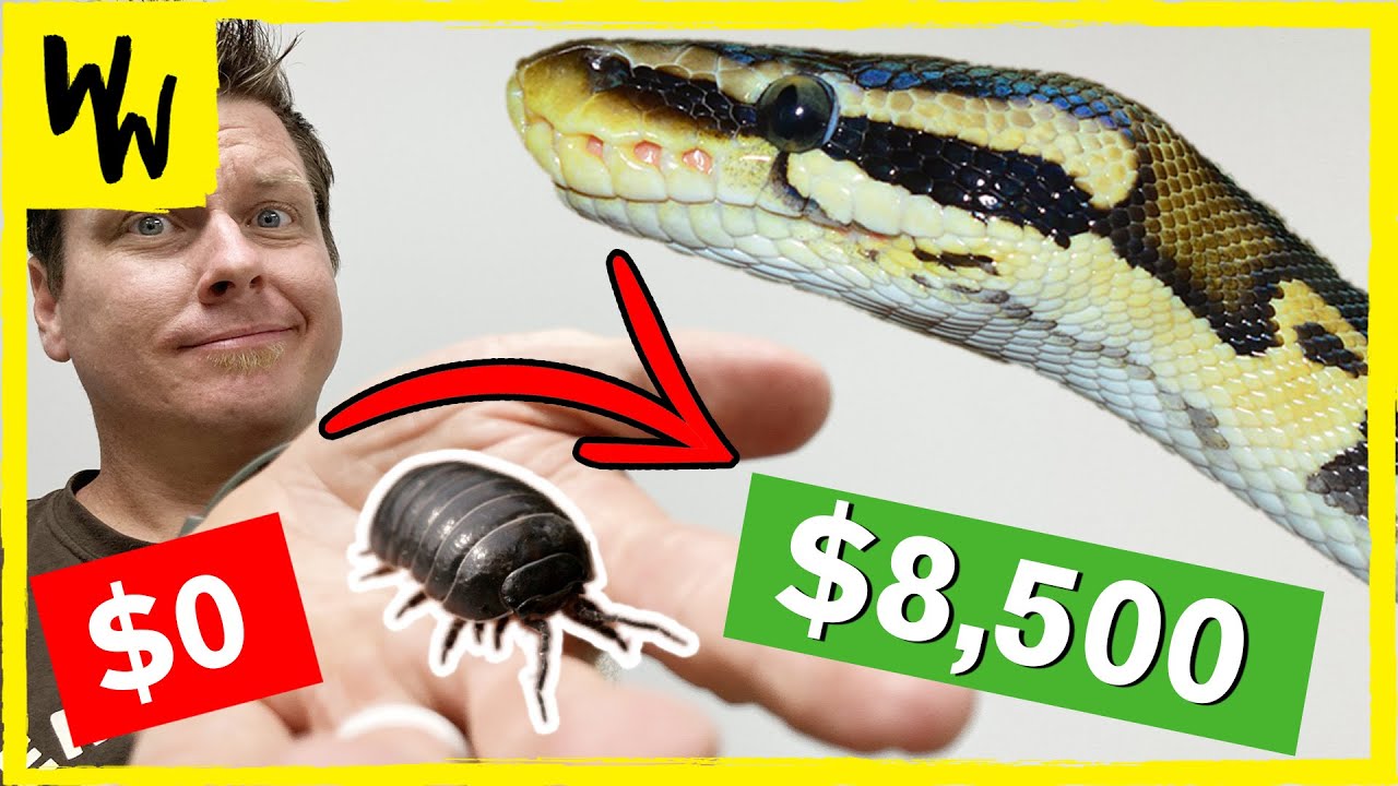 I traded a bug.