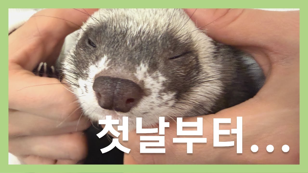셋째가 사람을 물어요 💦 페럿 입양 첫날 이야기