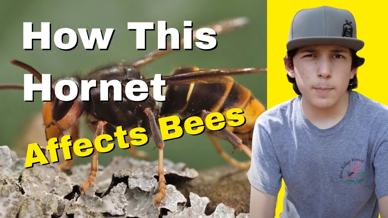The Truth About the Yellow-Legged Hornet - WILDWOODS BEEKEEPING CHAT