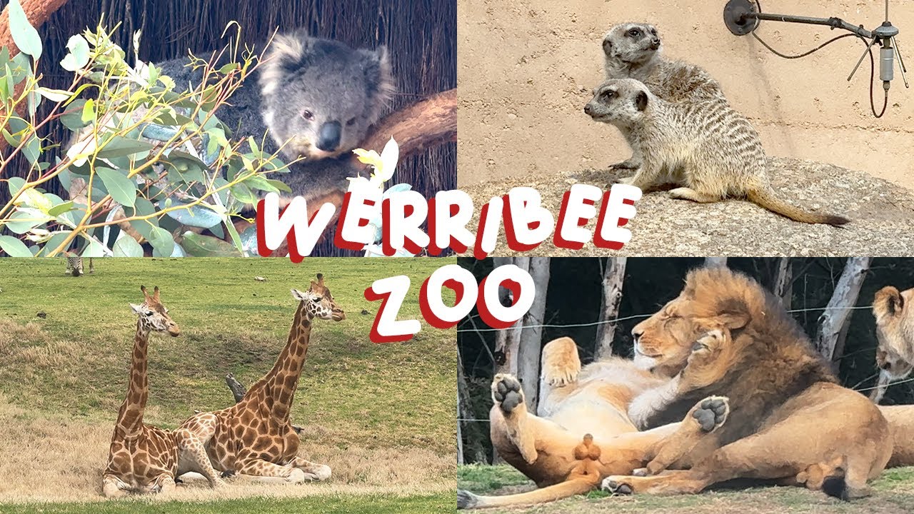 A Day at Werribee Zoo 🇦🇺🐨 | Animals, Shows, & Food