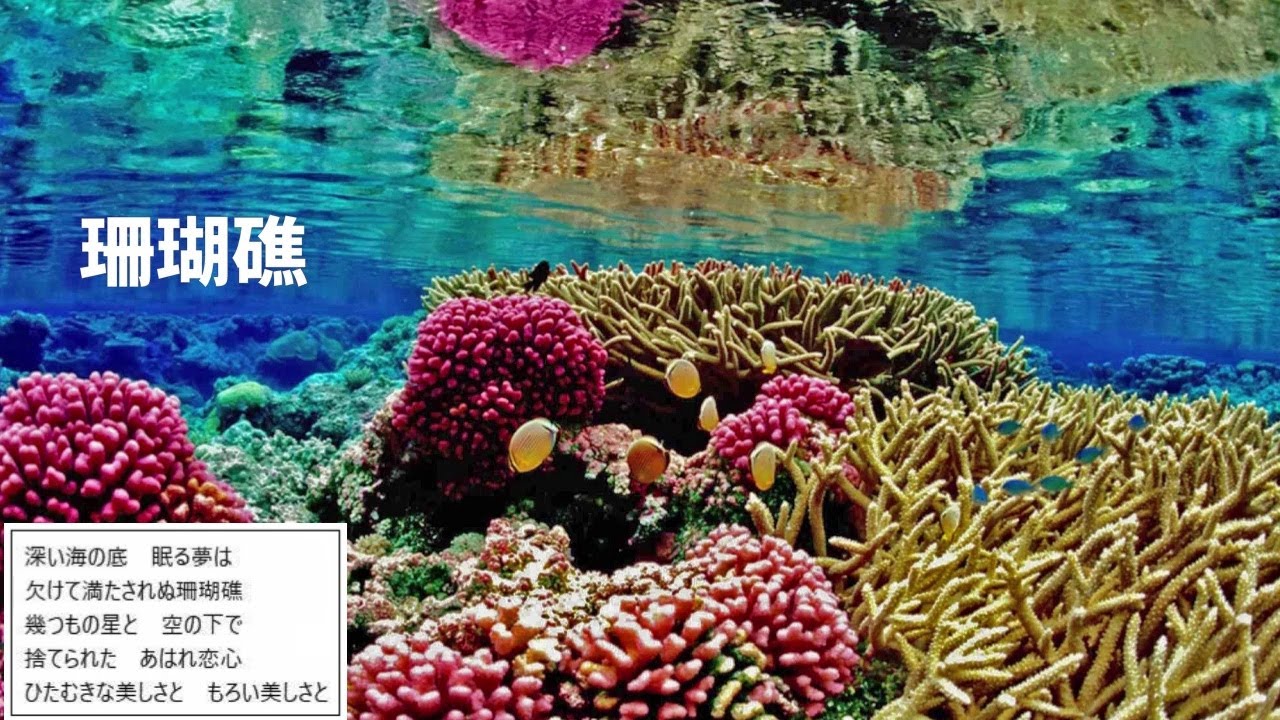 珊瑚礁　　　村下孝蔵