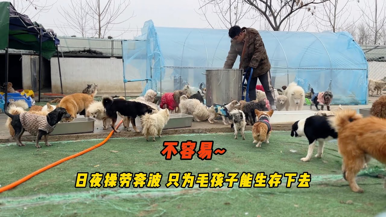 日日為毛孩們的生計奔波無法停歇！ 修修補補做飯灑掃練就一身本領