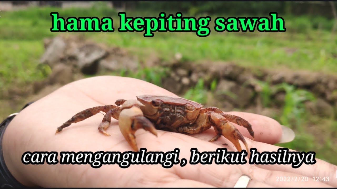 mengatasi hama kepiting sawah, membasmi hama cuyu / yuyu