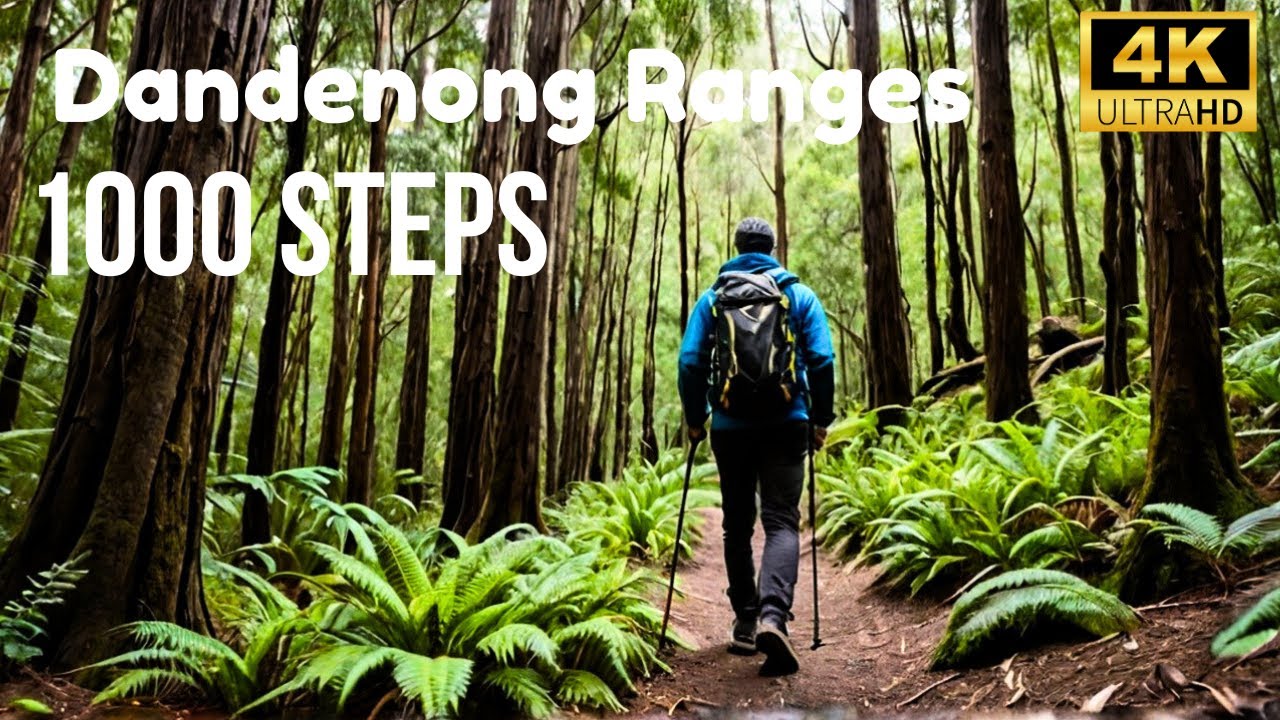 Whats The Hype Of 1000 Steps Mount Dandenong? Find out in this 4K Walk