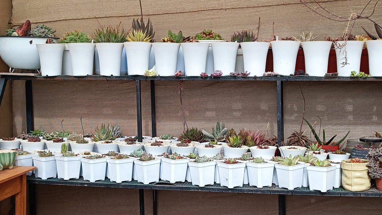 Malas noticias!!! hablemos jardineros.