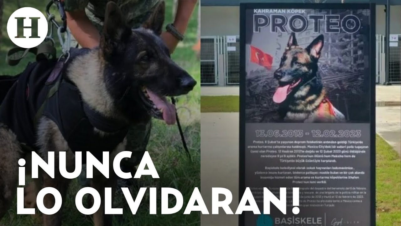 ¡Proteo será inmortalizado en Turquía! Nombrarán centro de rehabilitación animal en su honor