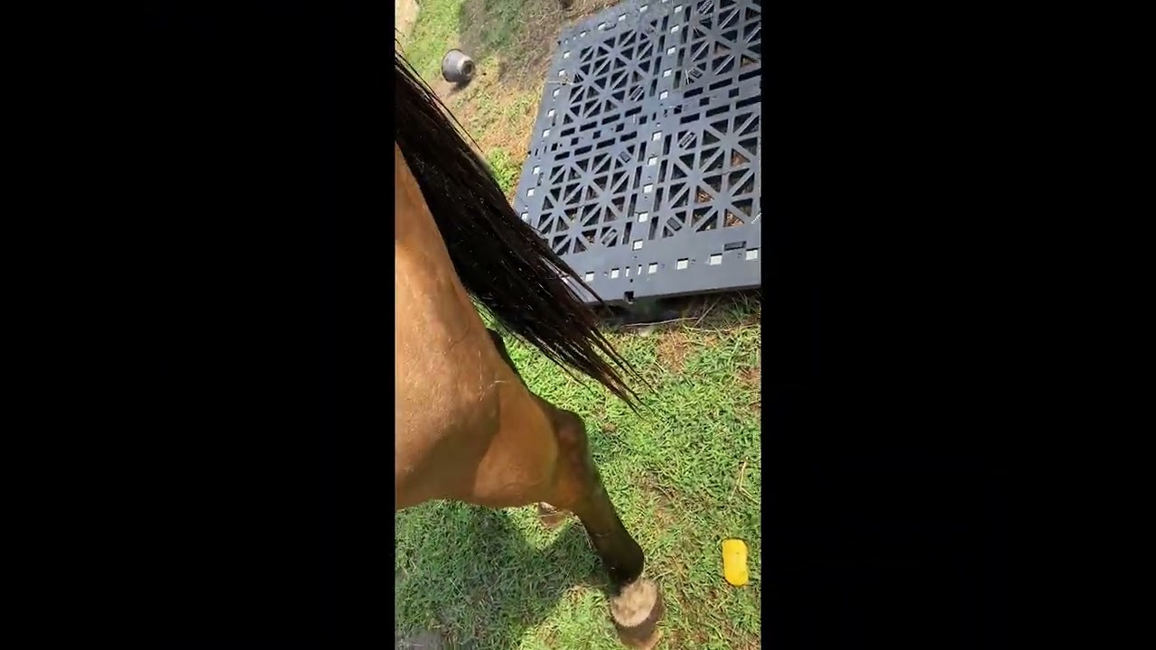 Our horses wash routine!￼