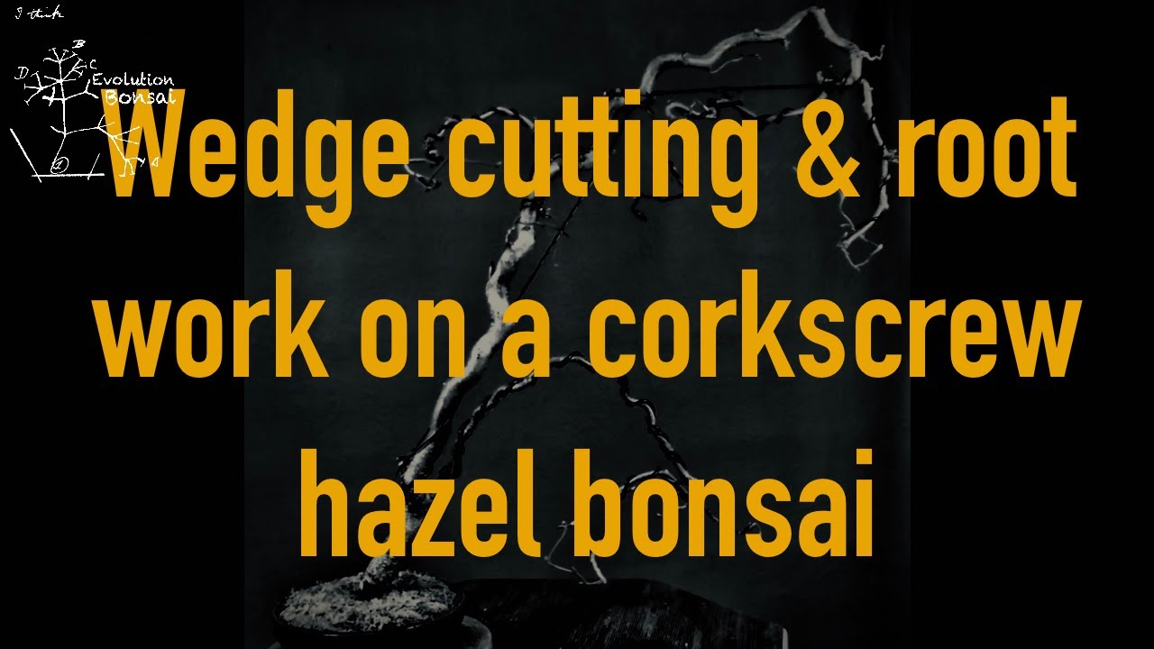 Wedge cutting, first styling and repotting of a corkscrew hazel bonsai