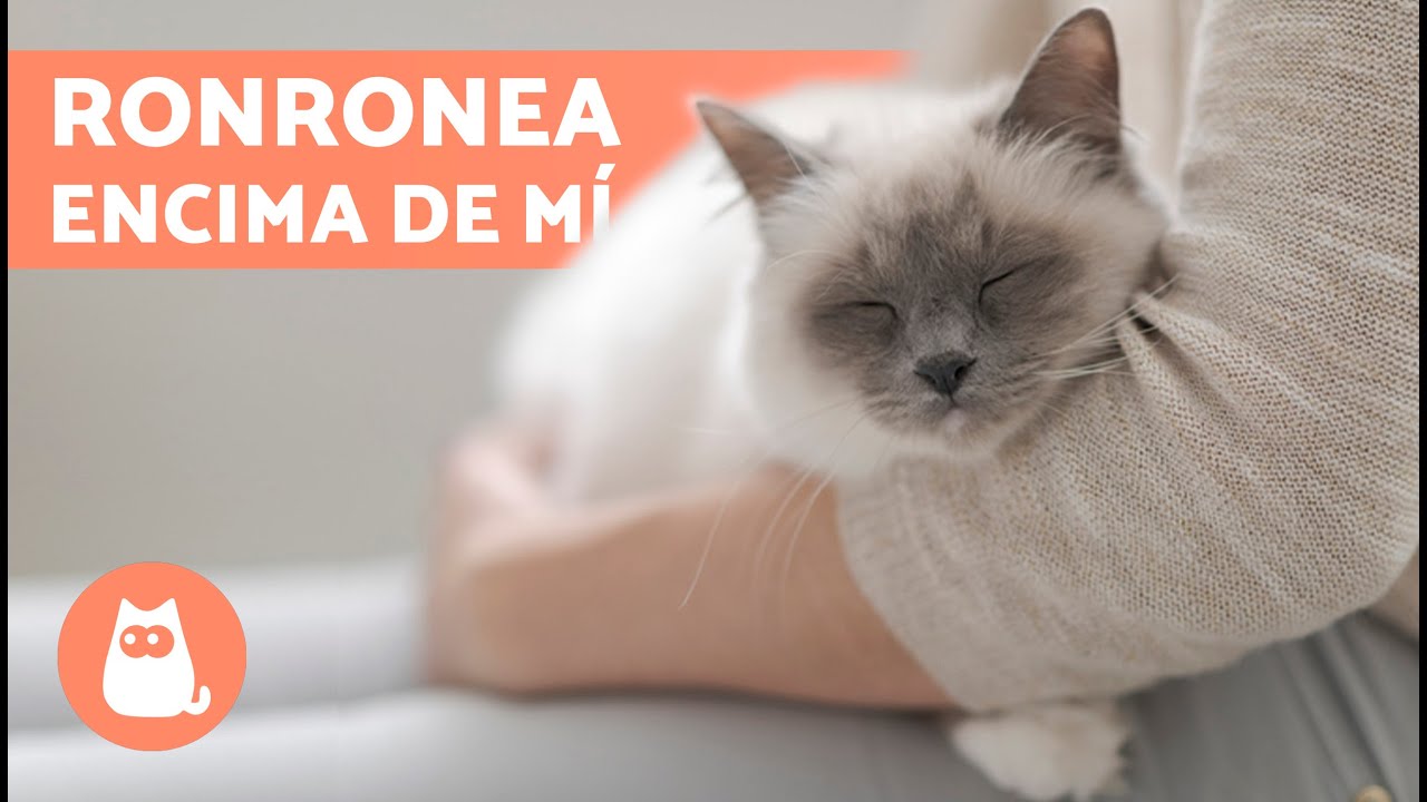 ¿Por qué mi GATO RONRONEA encima mío? 🐱 (7 Motivos)