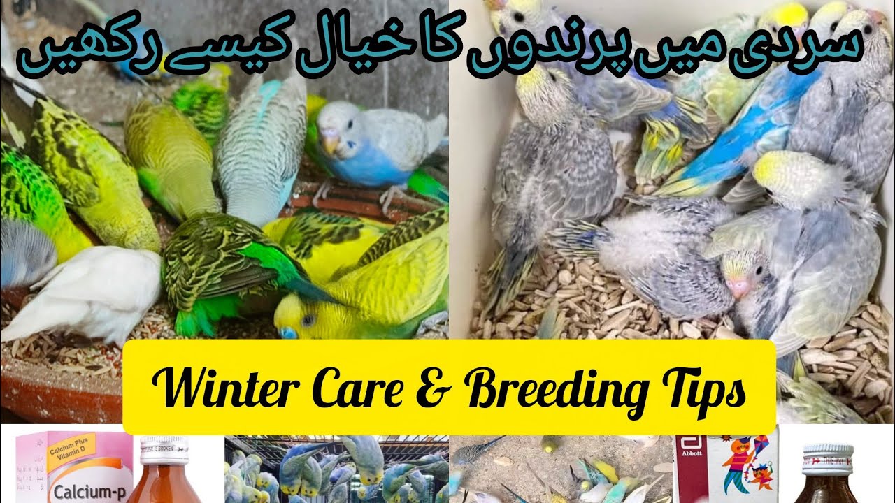 Winter Care Guide for Birds | Budgies & Finch Breeding Tips