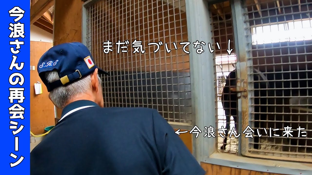 【今浪さんとイモータル再会シーン】お口でカスタネットして喜ぶ馬