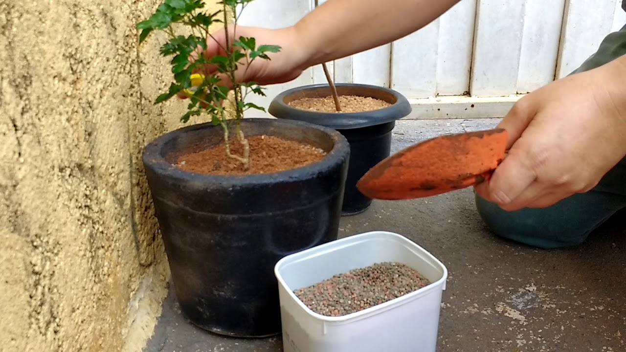 Adubo npk para vaso até 10 litros qual medida ideal