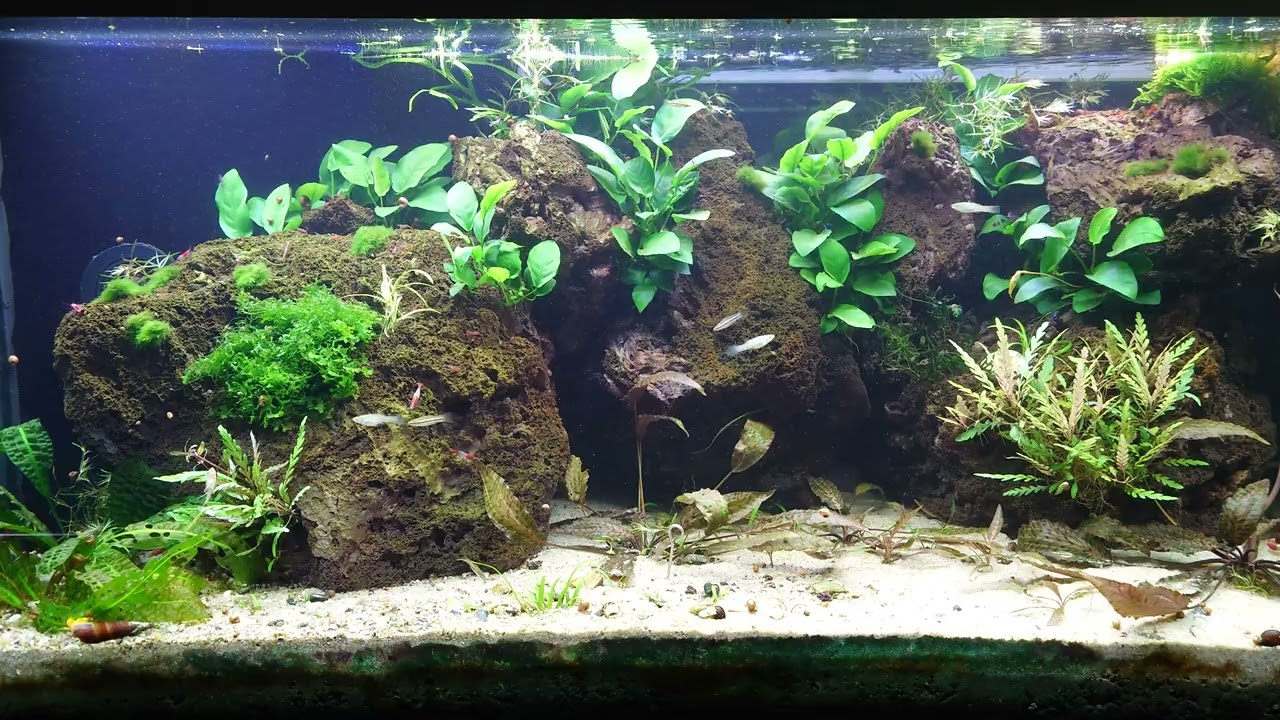 Xiphophorus Continens and Limia Islai aquarium 