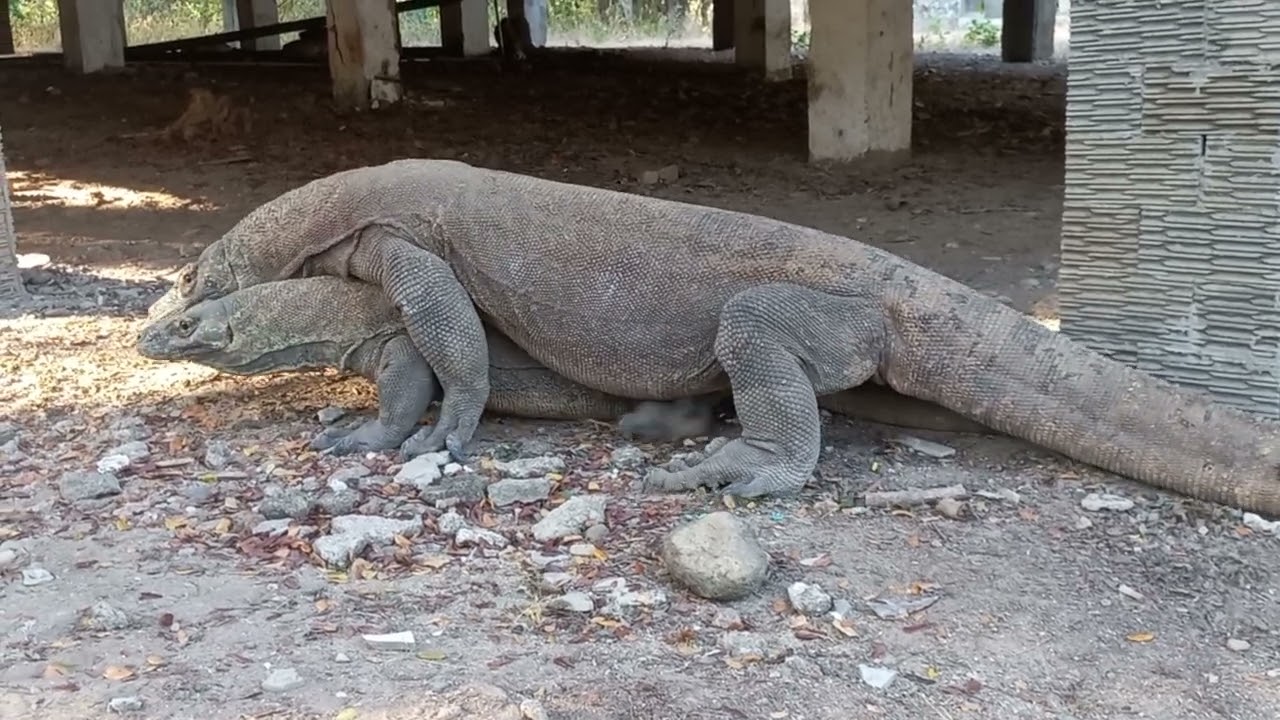 Komodo dragon mating