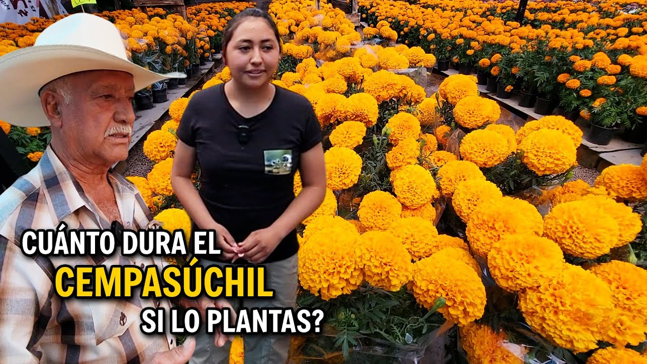 EL SECRETO DE LOS VIVEROS para FLOREAR LAS PLANTAS