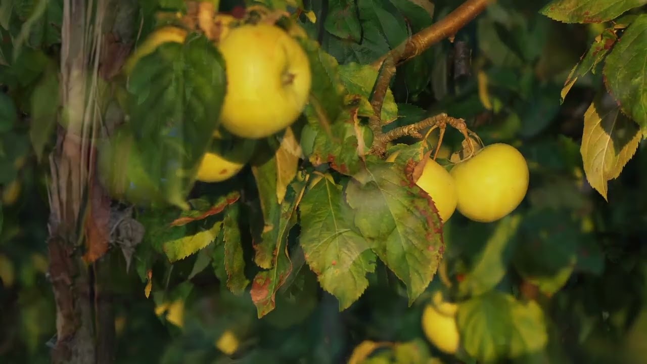 Plants