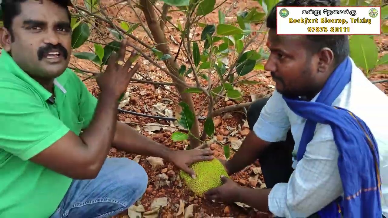 அதிக விளைச்சல் தரும் வியட்நாம் பலா 🌱 || Rockfort Biocrop